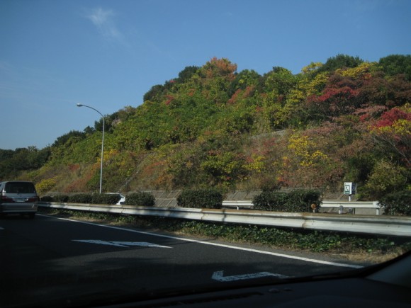 和歌山北部の紅葉はまだ