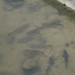 竜田川の鯉