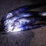 貝塚人工島テトラで太刀魚の引き釣り（エサ釣り）