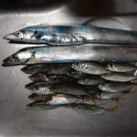 加太大波止でアオリイカ釣りも釣果はタチウオ