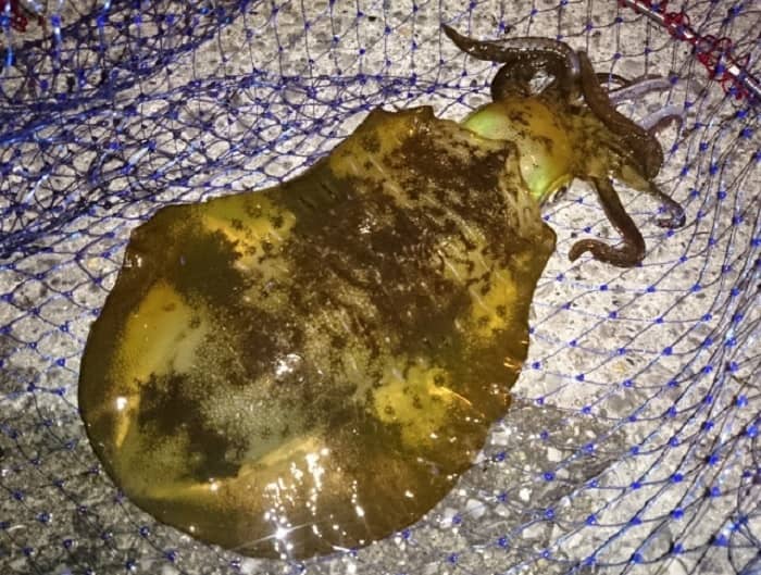 シーズンで釣れるサイズが変わるアオリイカ