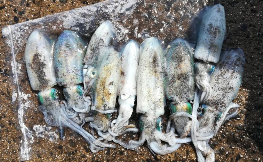 秋の新子シーズンは数釣りが可能
