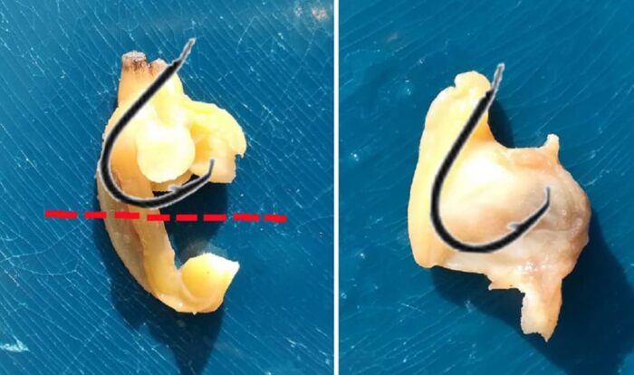 分解したアサリへの釣り針の刺し方