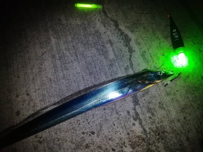 太刀魚(タチウオ)の特徴