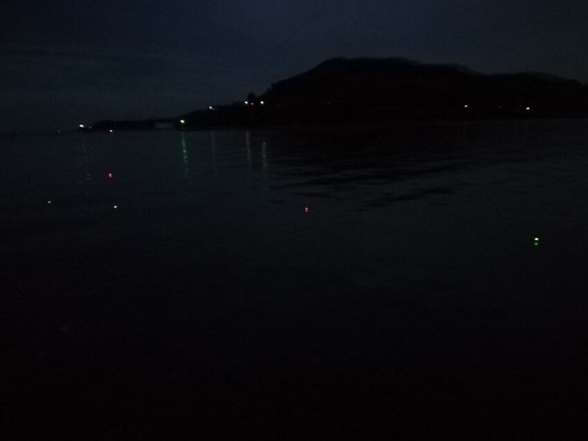深夜の時間帯でも釣果が期待できるタチウオ