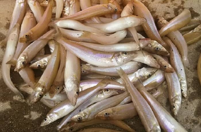 キスがよく釣れる時期(シーズン)