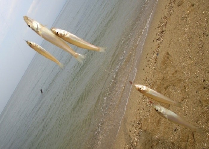 ピンギスが数珠つなぎで釣れる夏