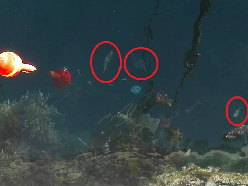 波止際に浮き上がるカワハギ