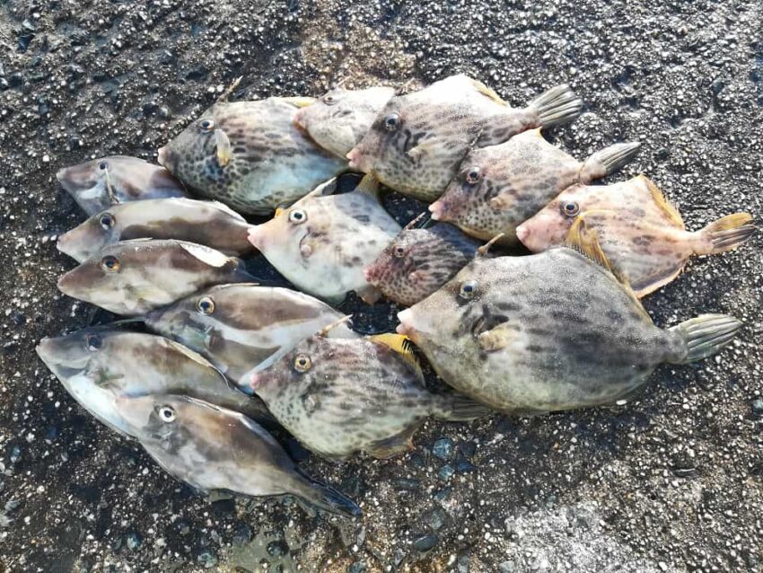 カワハギが良く釣れる時期