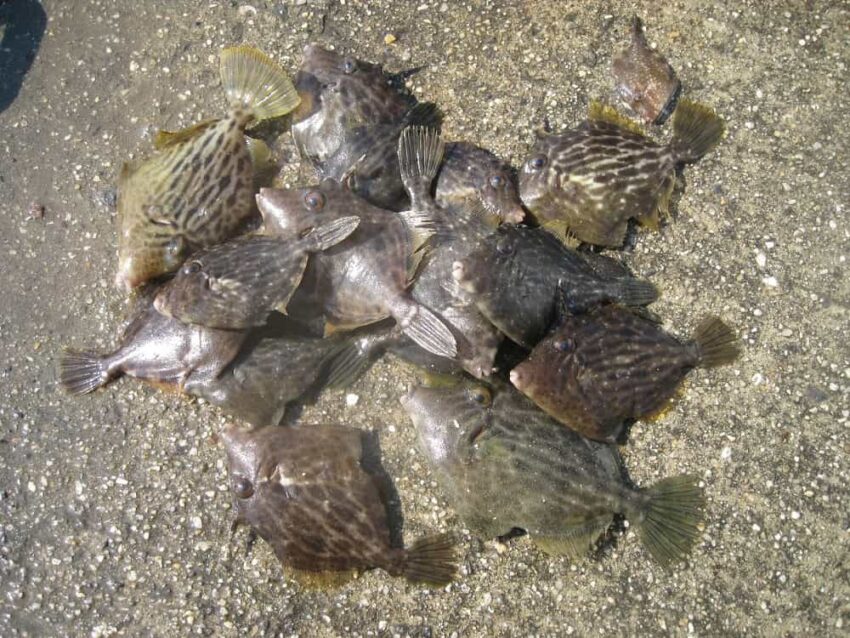 カワハギが良く釣れる時間帯