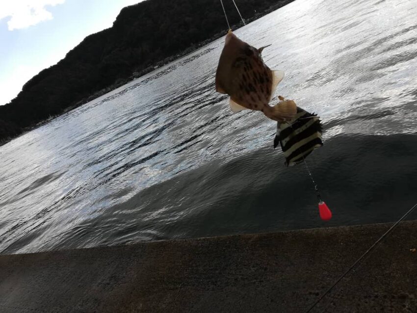 他のエサ取りの外道と合わせてヒットするカワハギ
