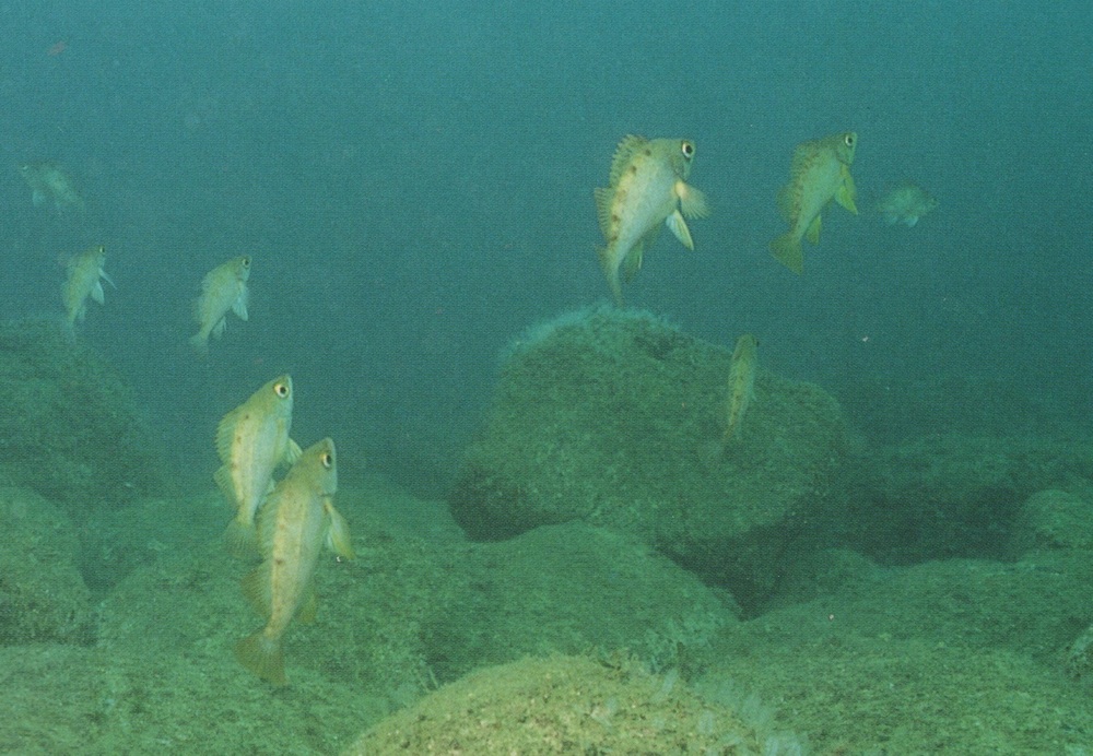 春告魚メバルの特性 住処と時合 積極的にエサを捕食する条件 釣りのネタ帳