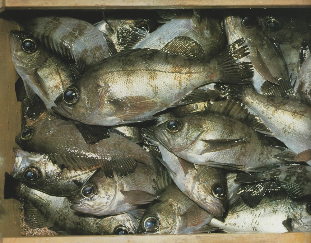 春告魚メバルの特性 住処と時合(積極的にエサを捕食する条件) | 釣りのネタ帳