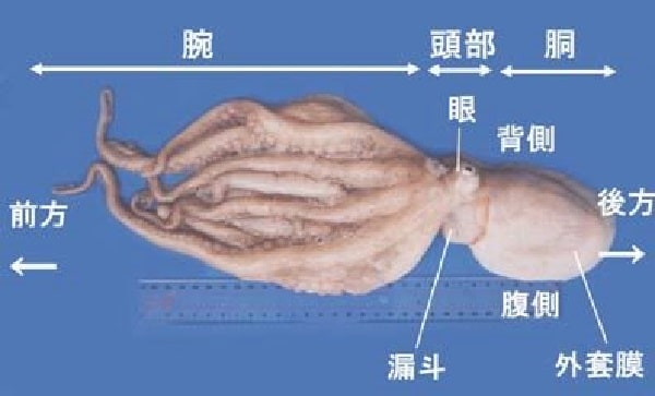 タコの外観と特徴