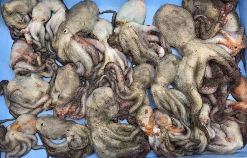 タコが良く釣れる時期（シーズン）