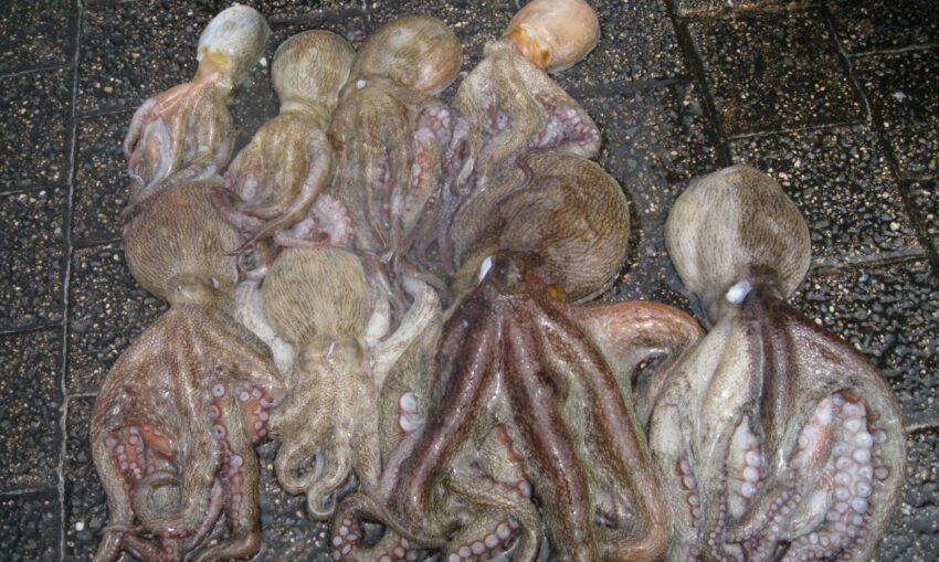 タコが良く釣れる時間帯