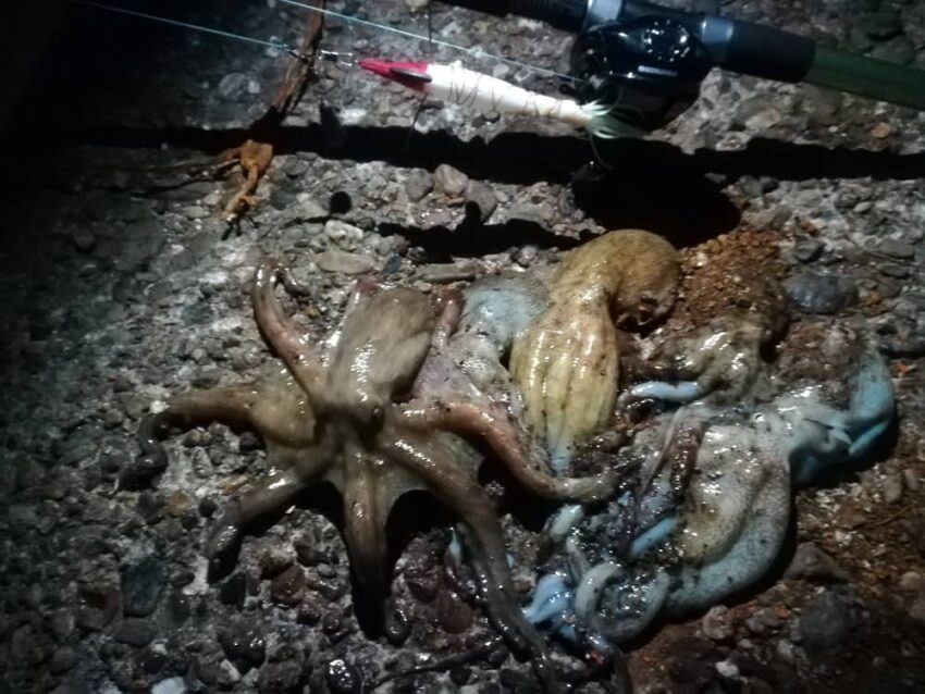 夜釣りでも普通に釣れるタコ