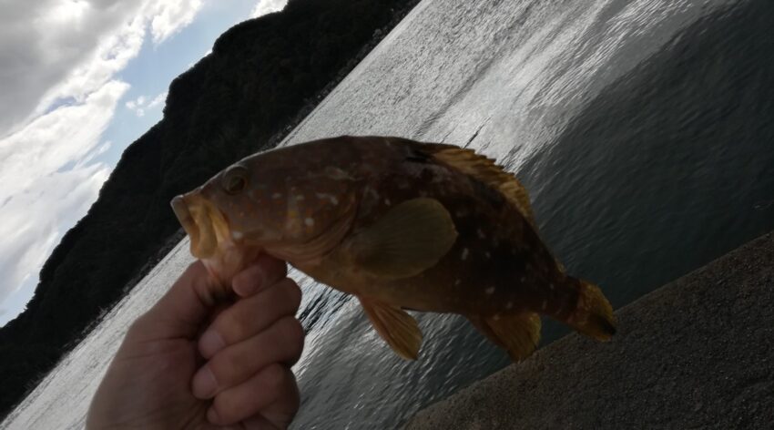 キジハタ(アコウ)が釣れる時期