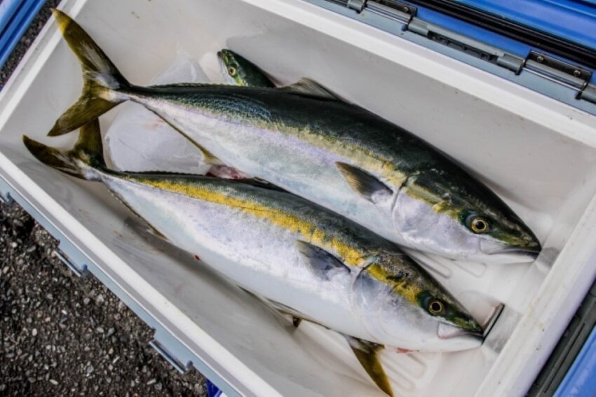 ハマチが良く釣れる時期