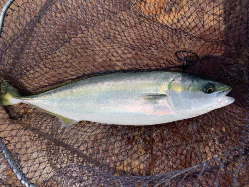 堤防釣りでは大物釣りで魅力のハマチ