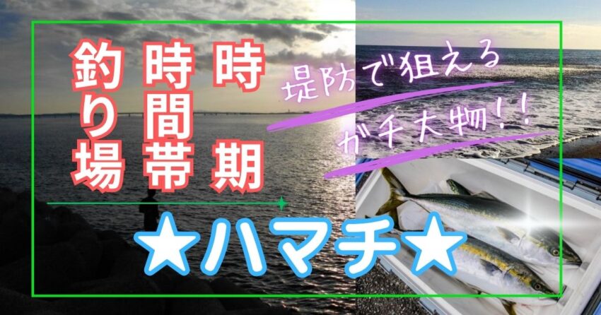 【ハマチ（メジロ、ブリ）】釣れる時期と時間、釣れる場所