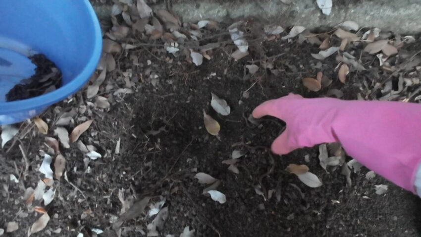 ウナギのエサのミミズ探し