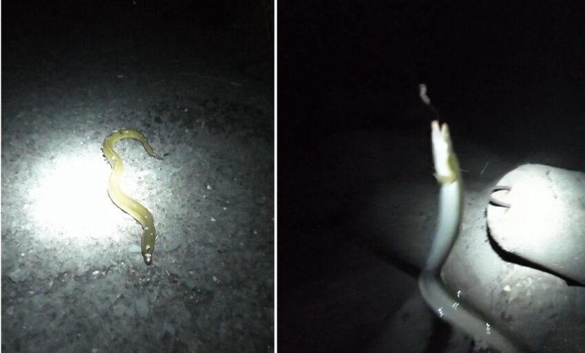 お土産サイズのウナギ2本の釣果