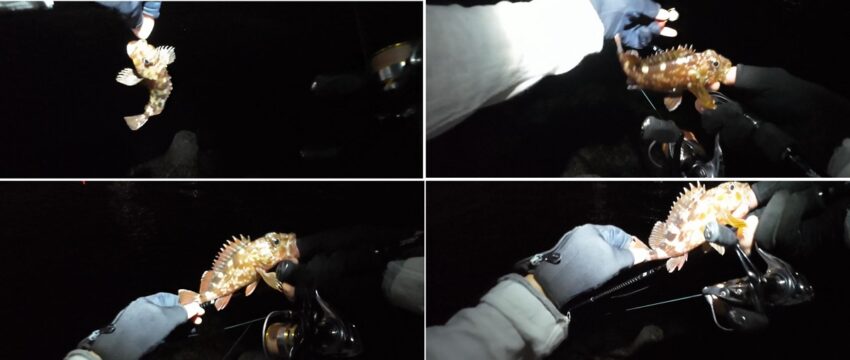 ガシラの釣果は安泰