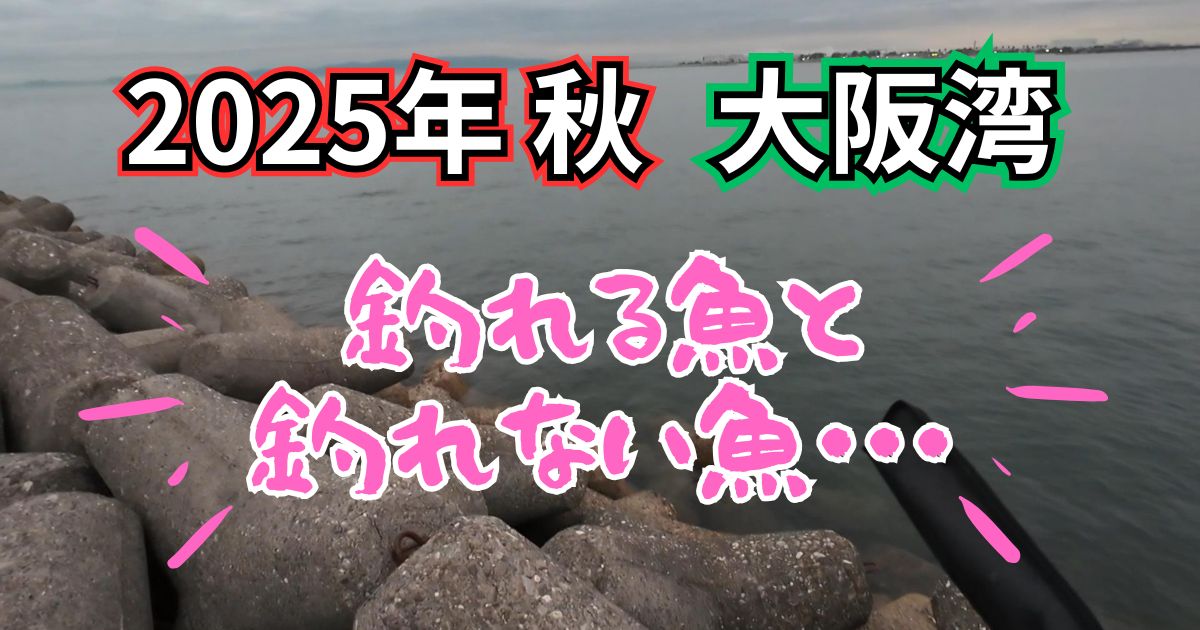 泉佐野食コンでガシラは釣れるがタチウオが釣れない