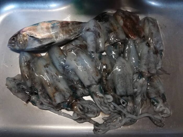 本日の総合釣果