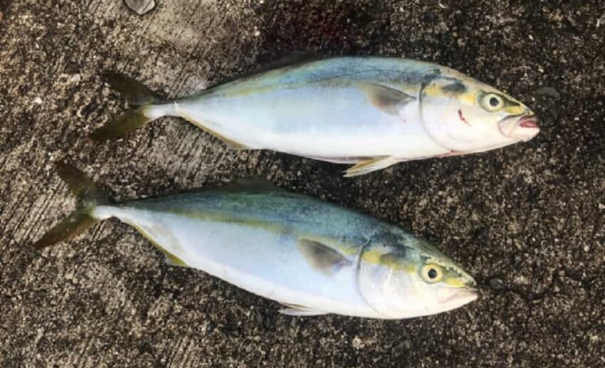 ツバスからハマチへ