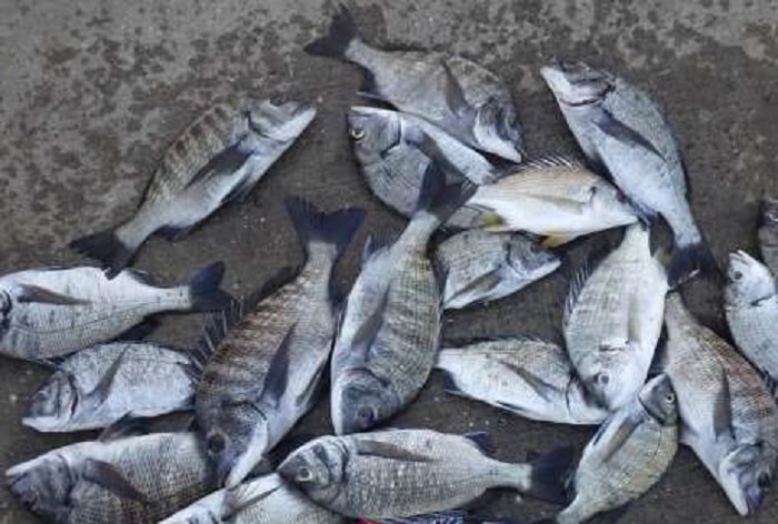 釣り方次第で数釣り可能な8月のチヌ