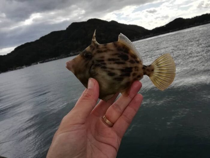 チョイ投げ釣りでカワハギ追加