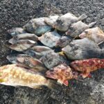 伊根湾の平田埋立地で際釣りのカワハギ釣りと呑ませ釣りのアコウの釣果