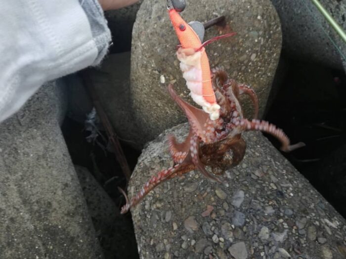 ボウズ逃れの新子ダコゲット