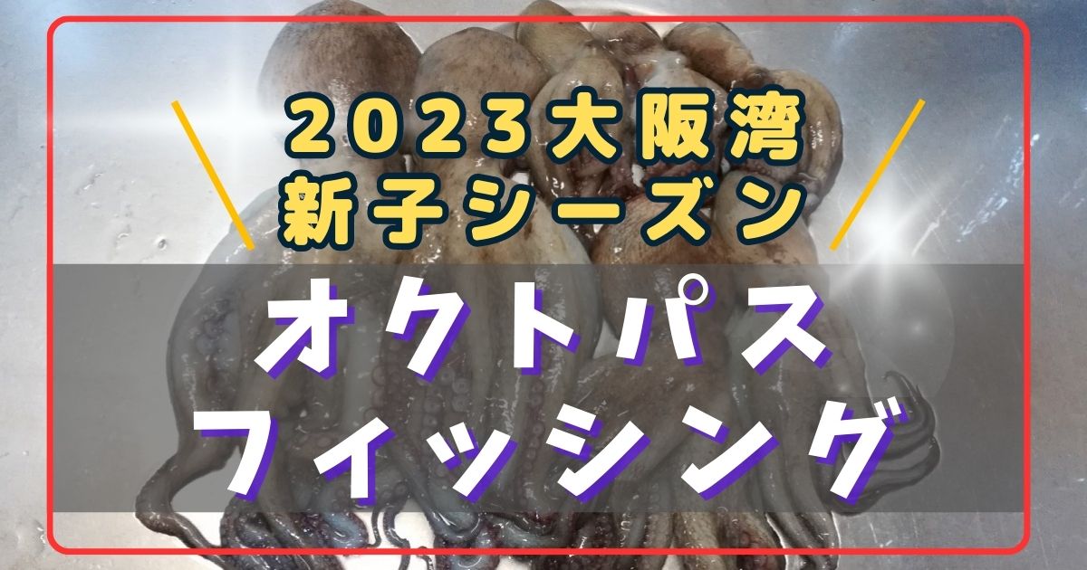 2023年大阪湾のタコ釣り釣果（新子シーズン）