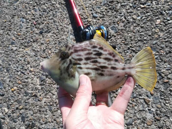 伊根漁港の際釣りでカワハギ釣果 伊根湾のカワハギ釣りで爆釣 釣りのネタ帳