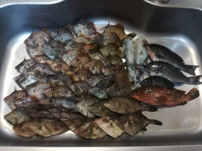 本日の京都遠征の総合釣果
