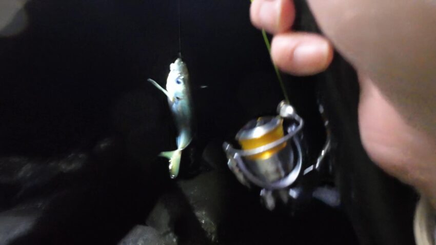 エビ撒きで釣れる外道のアジ