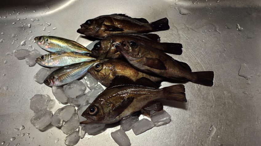 泉佐野食品コンビナートでのメバルとアジの釣果