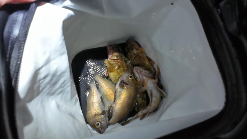 貝塚人工島でのメバルとガシラの釣果