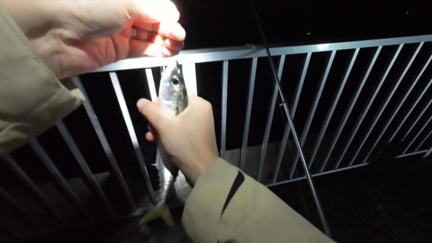 サビキでサバがヒット