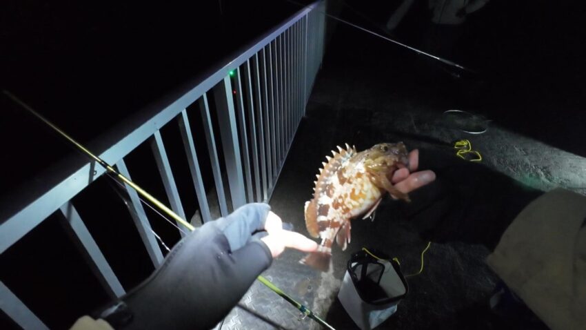 際釣りでガシラがヒット