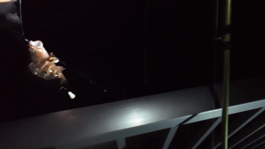 本命のアコウはミニサイズ