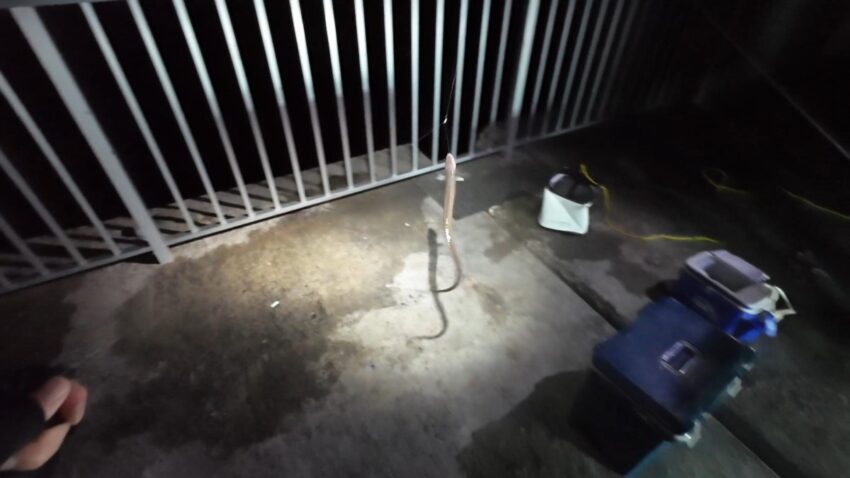 サバにヒットするアナゴ