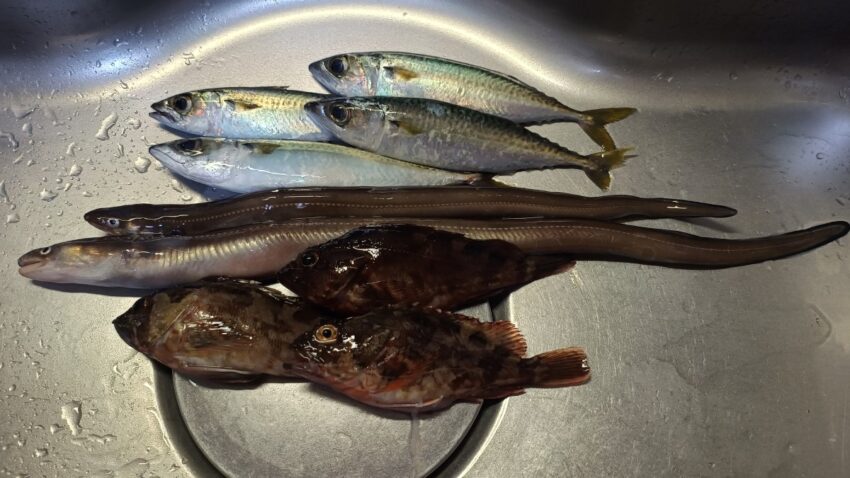 貝塚人工島プールでの釣果