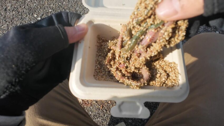 エサは極太の青イソメ