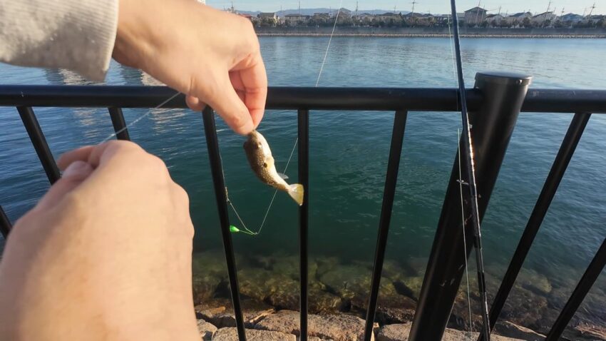 フグに悩まされる