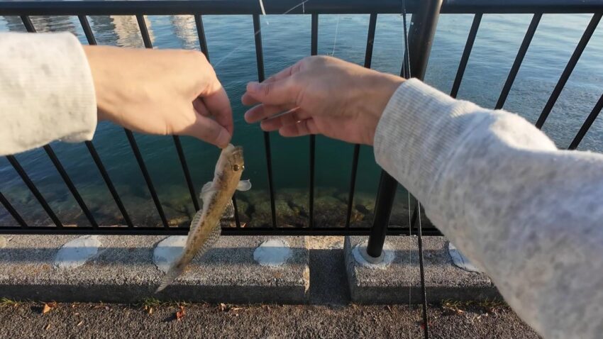 ちょいちょいハゼがヒット