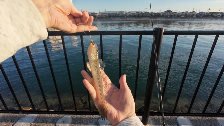 20cmクラスのハゼ